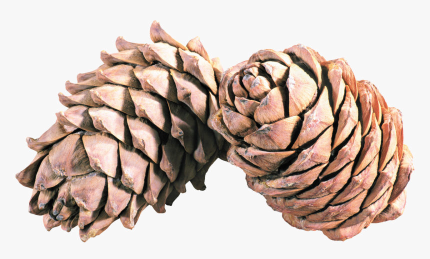Pine Png Cones, Transparent Png