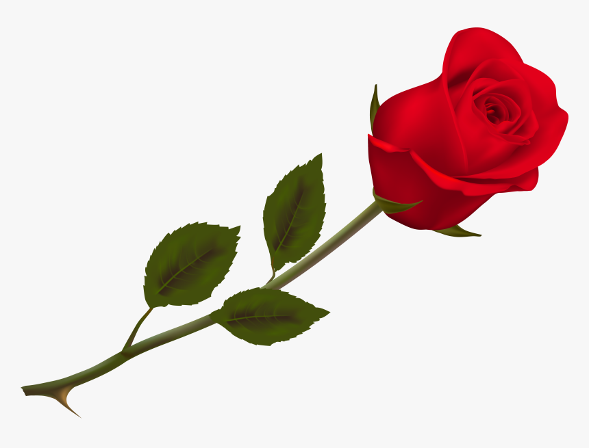 Transparent Beautiful Red Rose Png Picture - Red Rose Png Transparent, Png Download