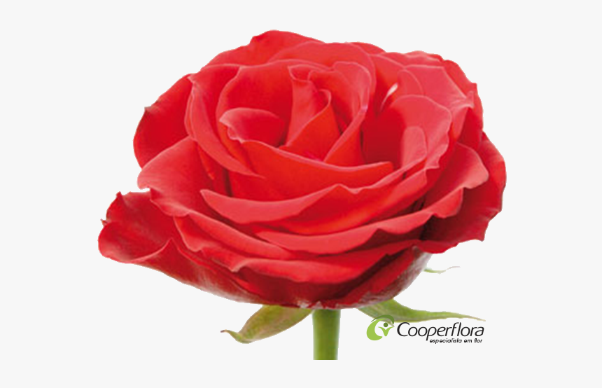 Rosa Luna Rossa, HD Png Download