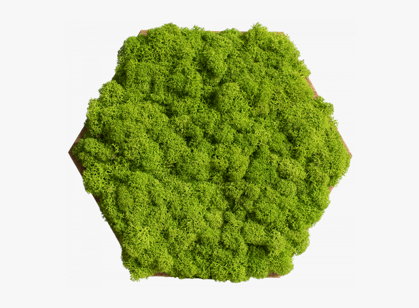 Cork Hexagon With Greening Reindeer Moss, Pack Of - Moss Hexagon, HD Png Download