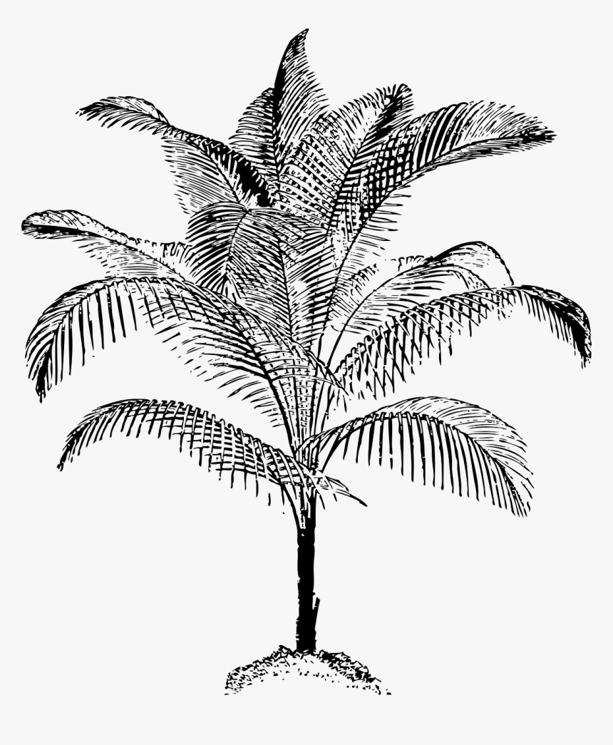 Plant,leaf,monochrome Photography - Black & White Sketch Of Coconut Trees, HD Png Download