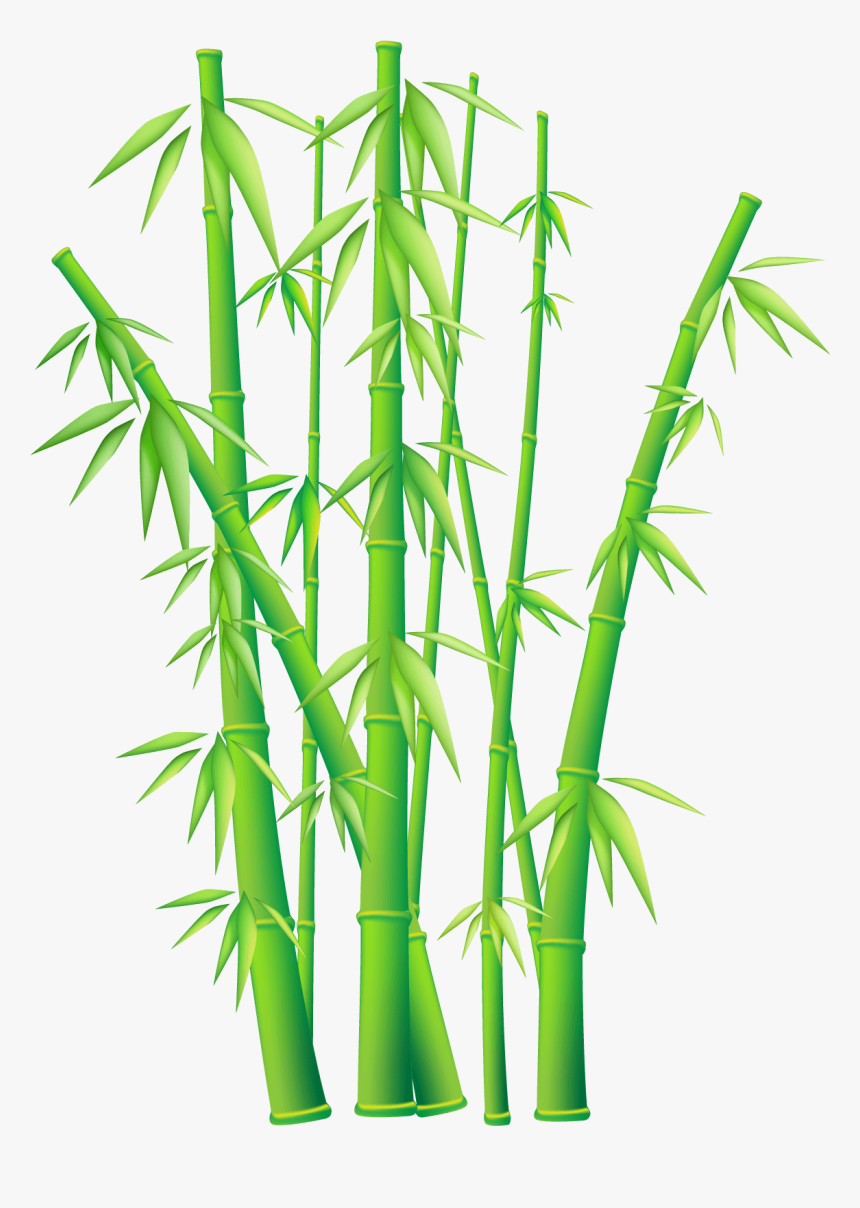 Bamboo Png, Transparent Png