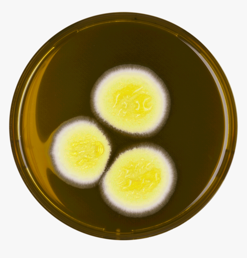 Aspergillus Neoafricanus Meaox - Fried Egg, HD Png Download