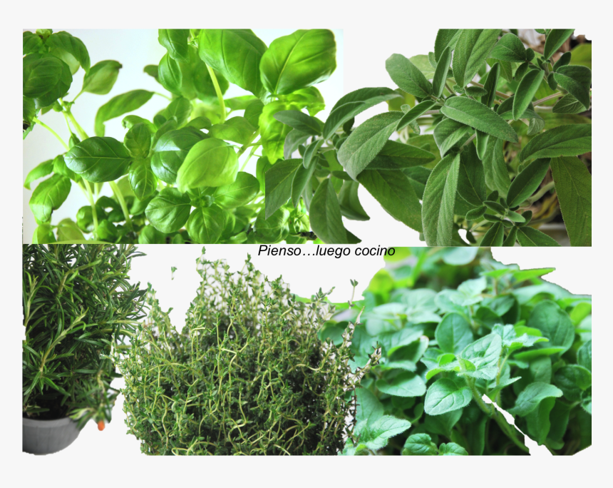 Plantation, HD Png Download