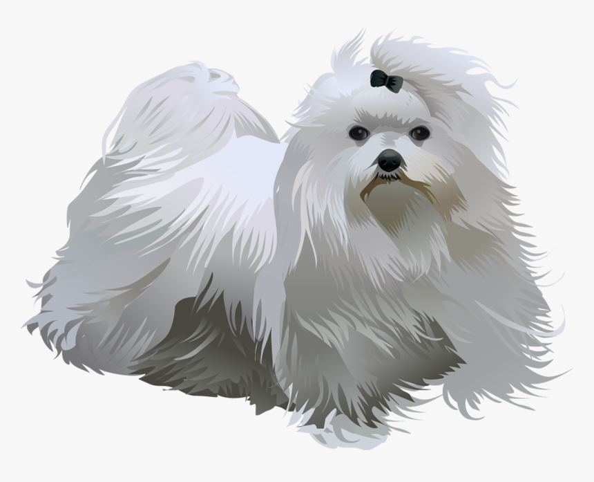 Transparent Maltese Clipart - Maltese T Shirt, HD Png Download
