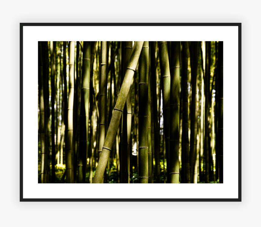 Bamboo , Png Download - Bamboo, Transparent Png