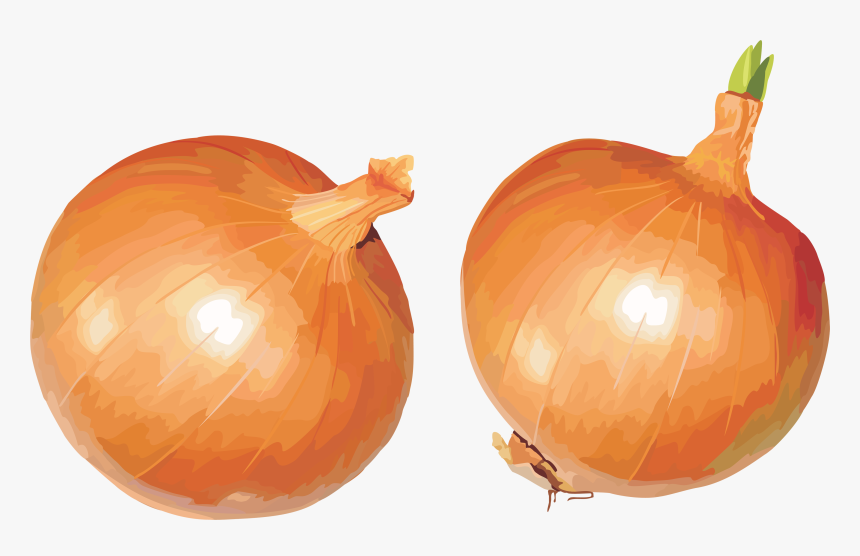 Yellow Onion,fruit,local Food,calabaza,vegetarian Food,flowering - Onion Clipart, HD Png Download