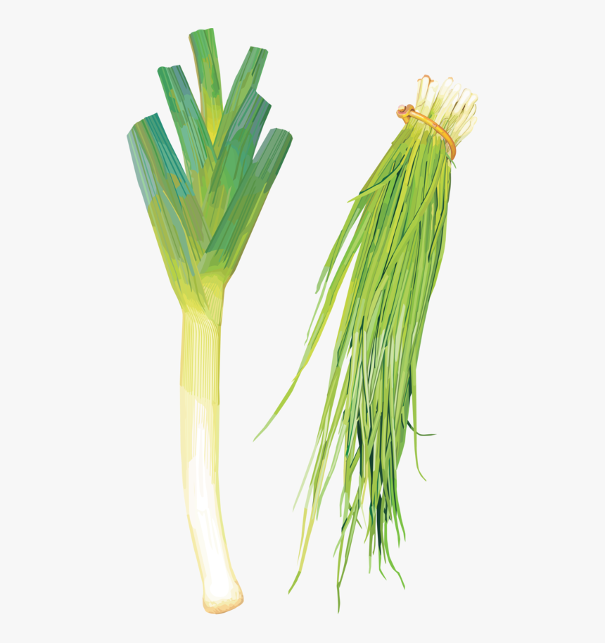 Clip Art Green Onion Flower - Leek, HD Png Download