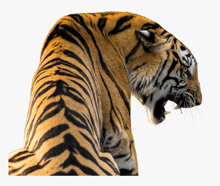 Animal, HD Png Download