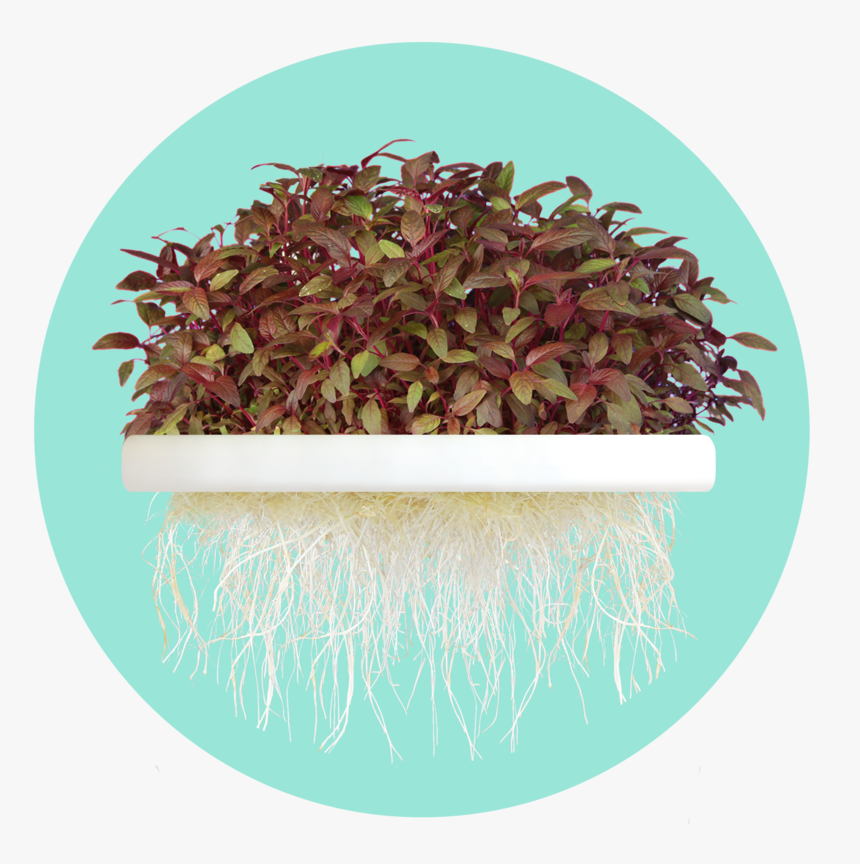 Sproutsio Sio, HD Png Download