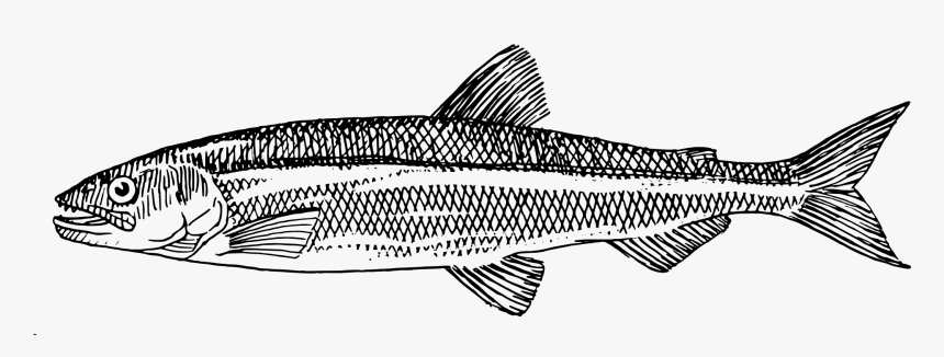 Fish Food Black And White Clipart Banner Black And - Draw A Herring Fish, HD Png Download