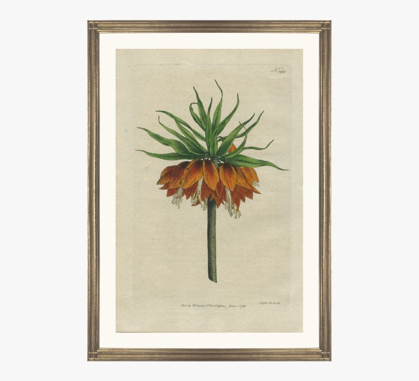 Fritillaria Imperialis Prent, HD Png Download