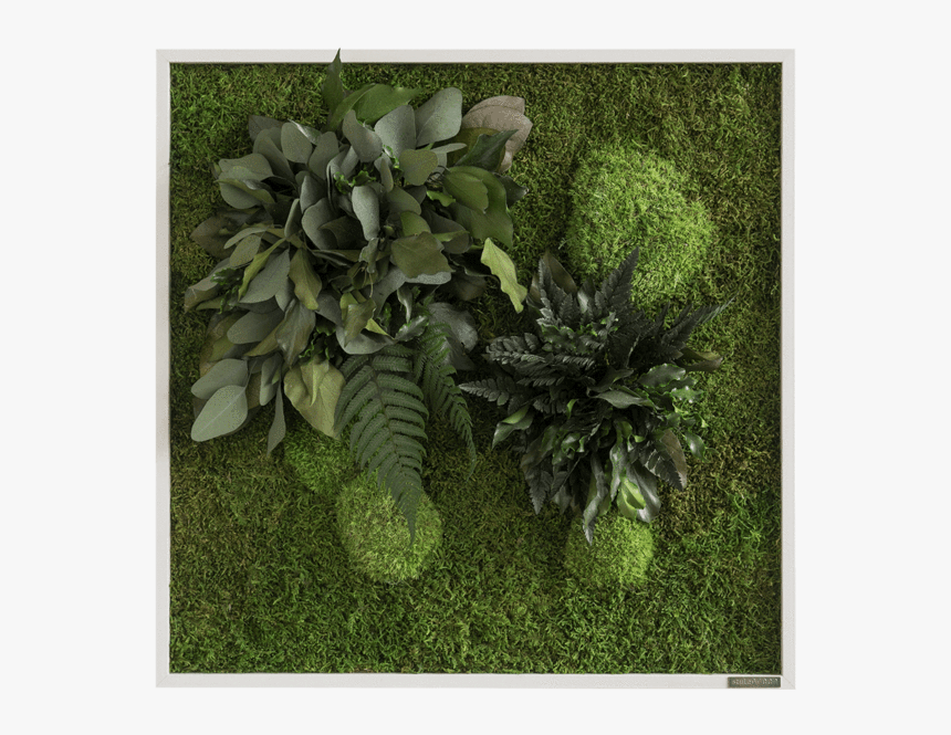 Grass, HD Png Download