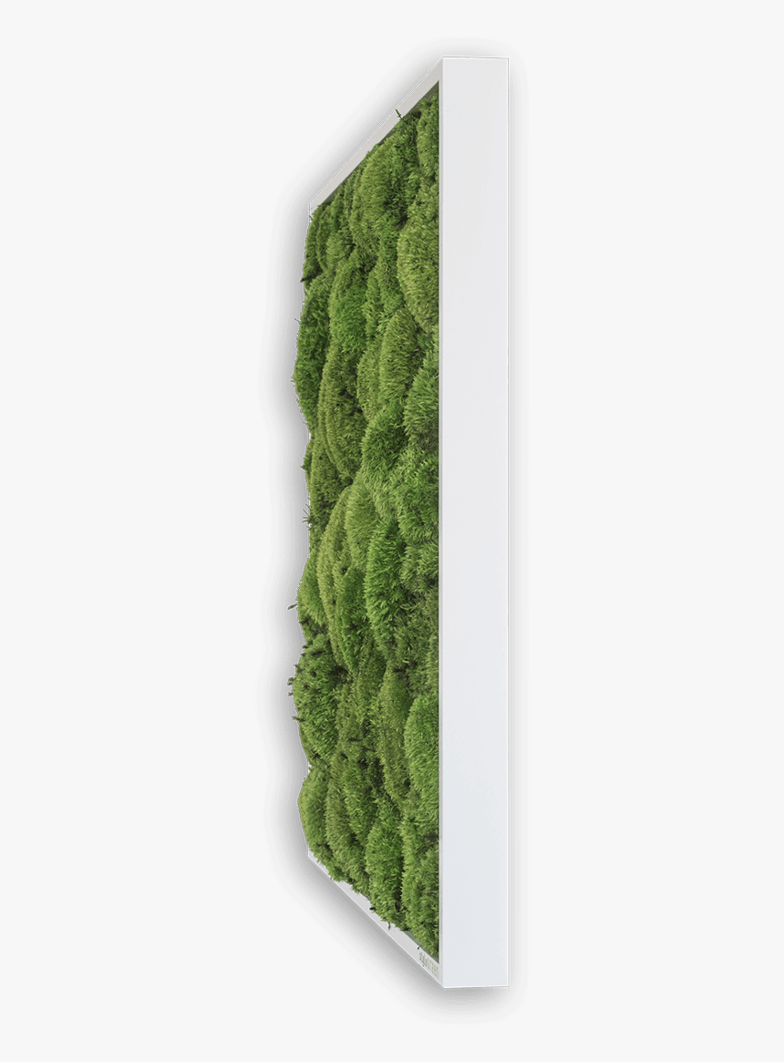 Shrub Png Plan, Transparent Png