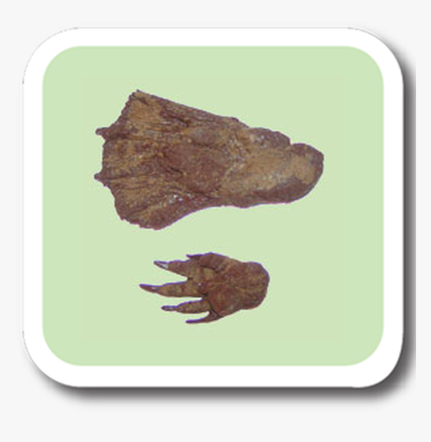 Beaver Replitrack - Roast Beef, HD Png Download