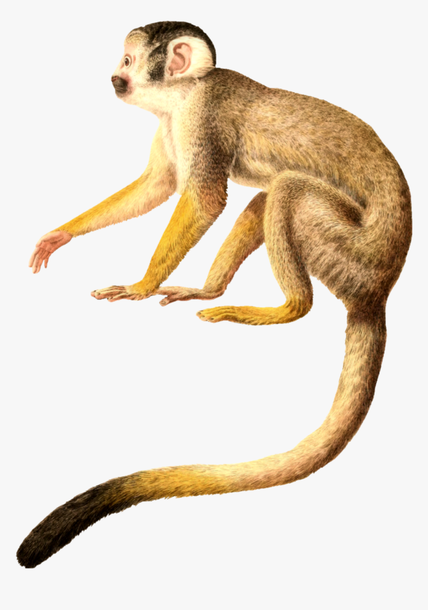 #monkey, HD Png Download