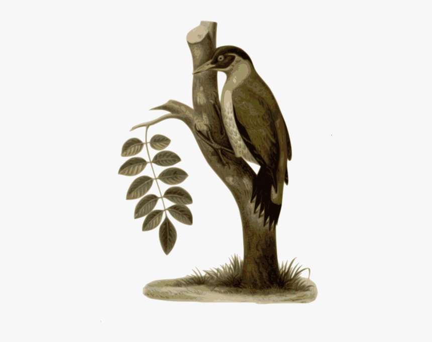 Picus Erythropygius - Birds, HD Png Download