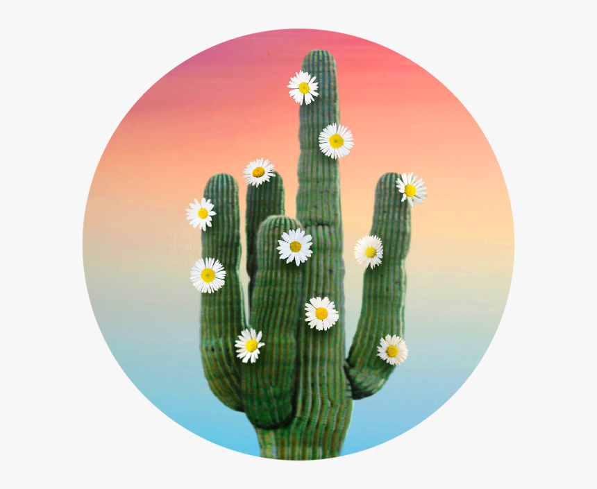 Hedgehog Cactus, HD Png Download