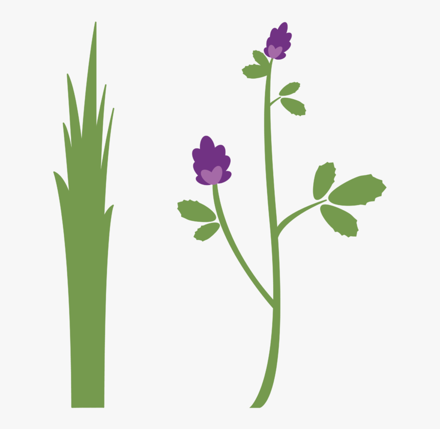 Bermuda/alfalfa Pellets - Alfalfa, HD Png Download