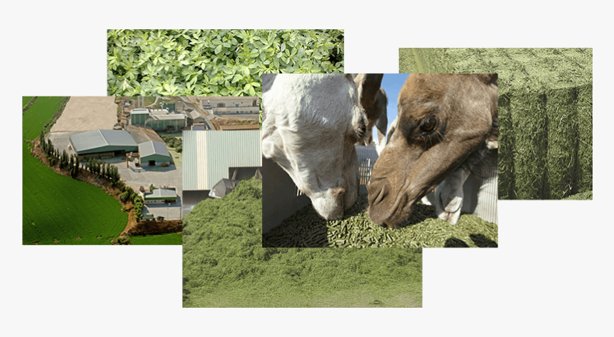 Tapir, HD Png Download