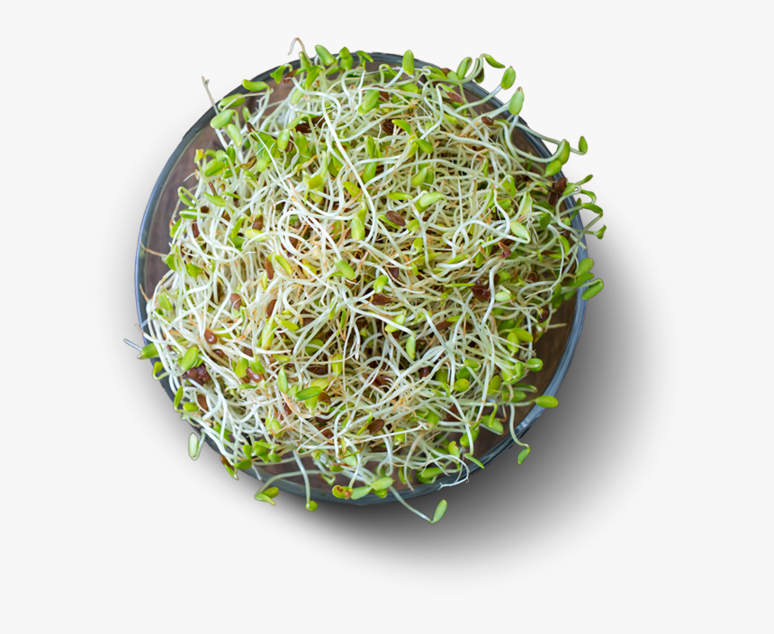Alfalfa High Protein Vegetables, HD Png Download