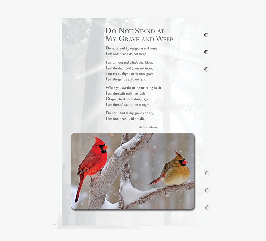 Cardinal - Cardinals Birds, HD Png Download