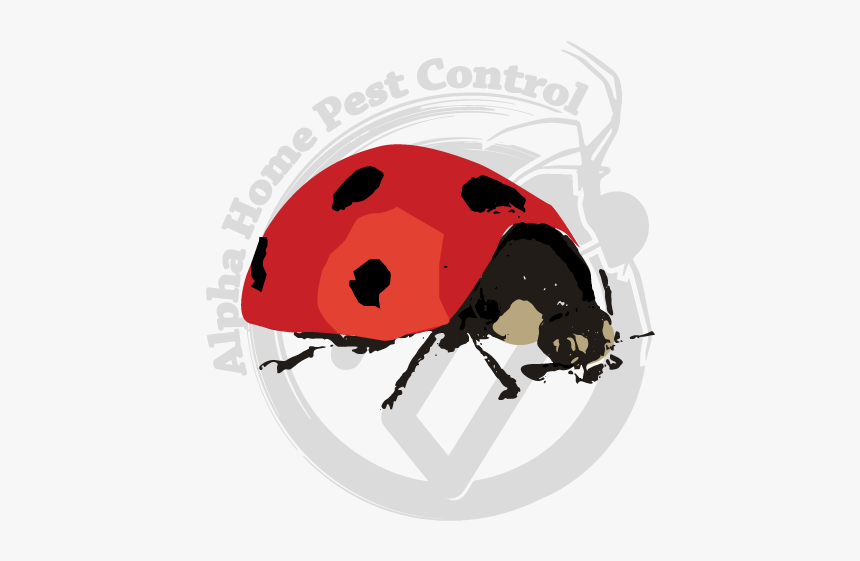 Leaf Beetle, HD Png Download
