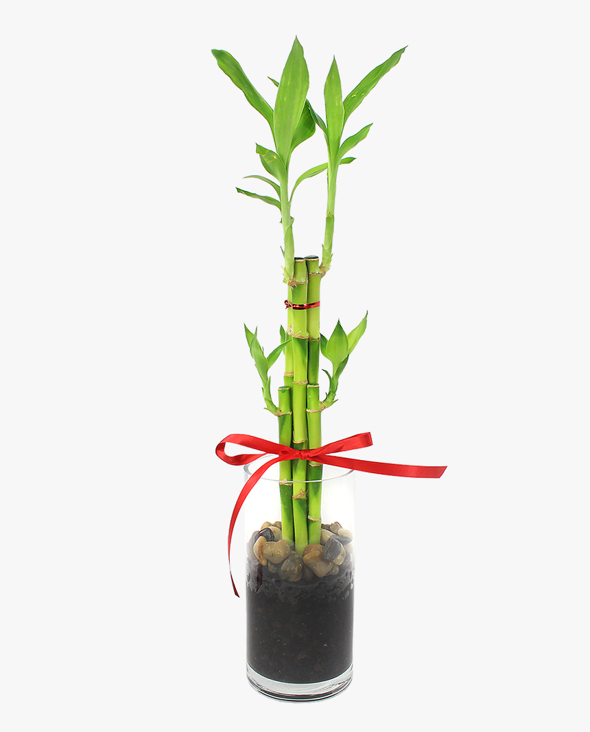 Houseplant, HD Png Download