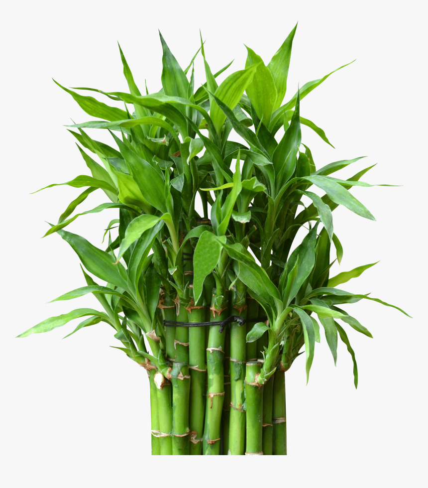 Bamboo Plant, HD Png Download