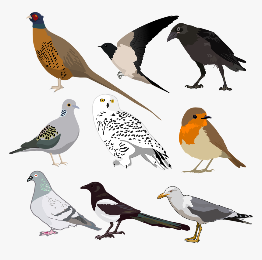 Bird Collection Wild Free Photo - Birds Images Printable, HD Png Download