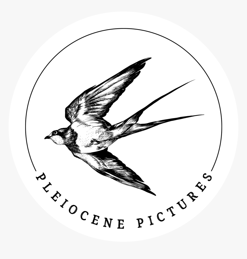 Pleiocene Pictures - European Swallow, HD Png Download