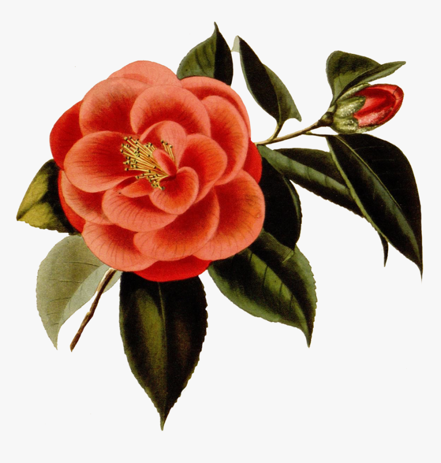 Scrapbooking Red Flower - Japanese Camellia, HD Png Download