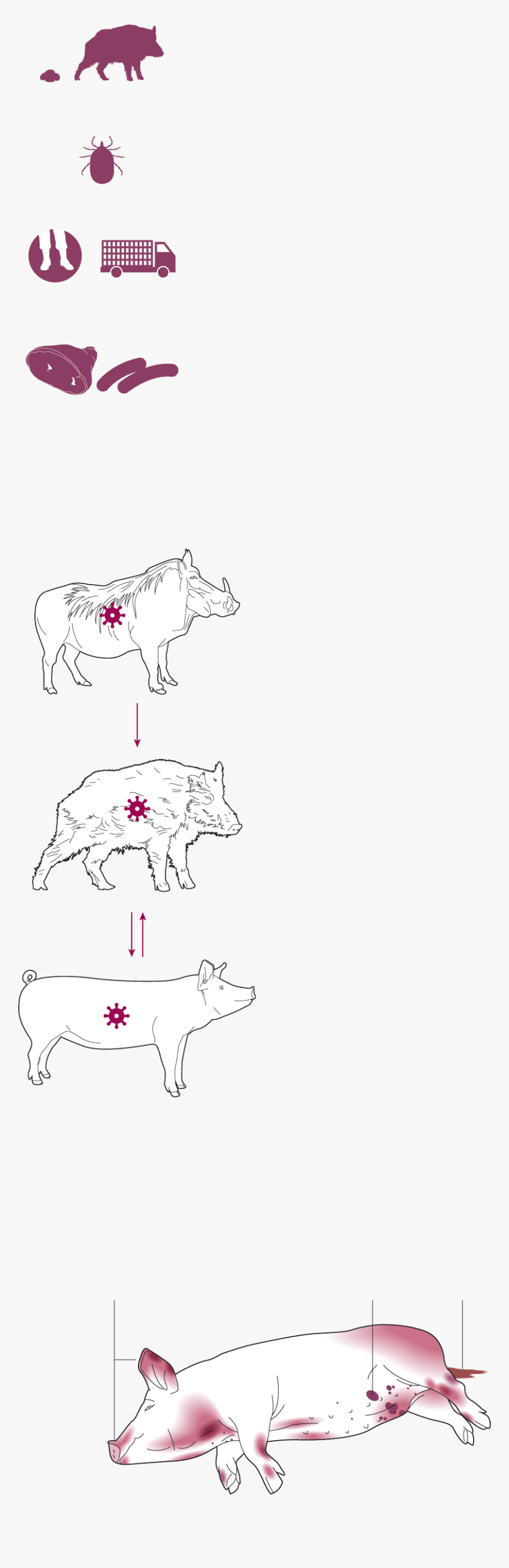 Domestic Pig, HD Png Download