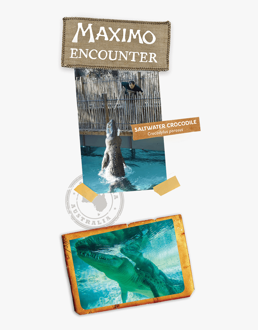 Behind The Scenes Tours - Short-beaked Common Dolphin, HD Png Download