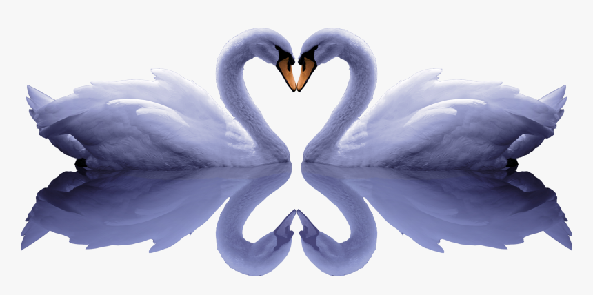 Banner Free Stock Cygnini Free Romantic Pull Png Image, Transparent Png