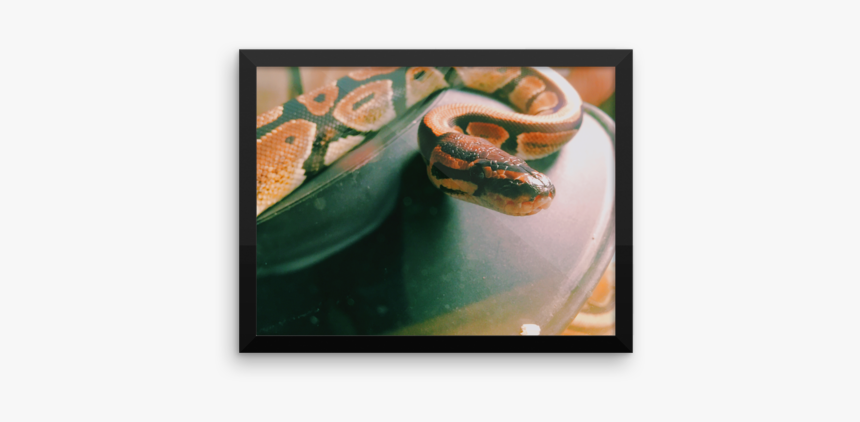 Ball Python Photograph Poster Print - Still Life, HD Png Download
