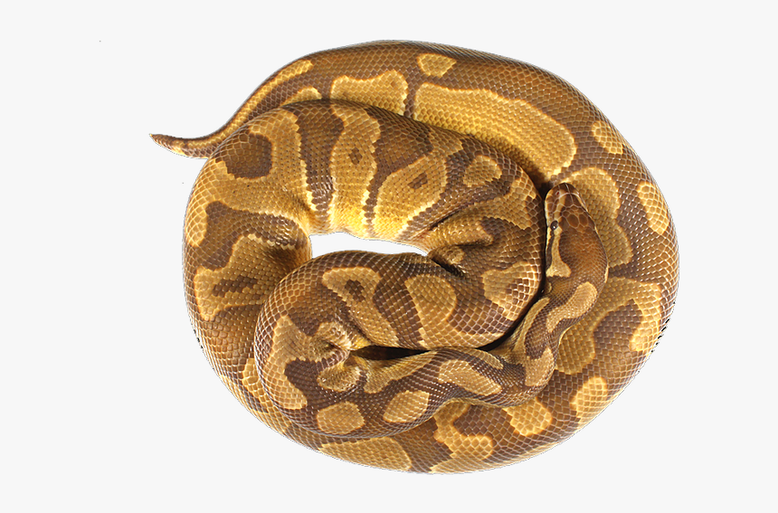 Serpent, HD Png Download