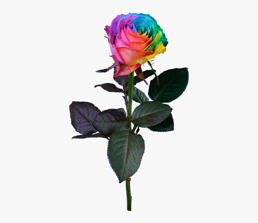 Rainbow Rose, HD Png Download