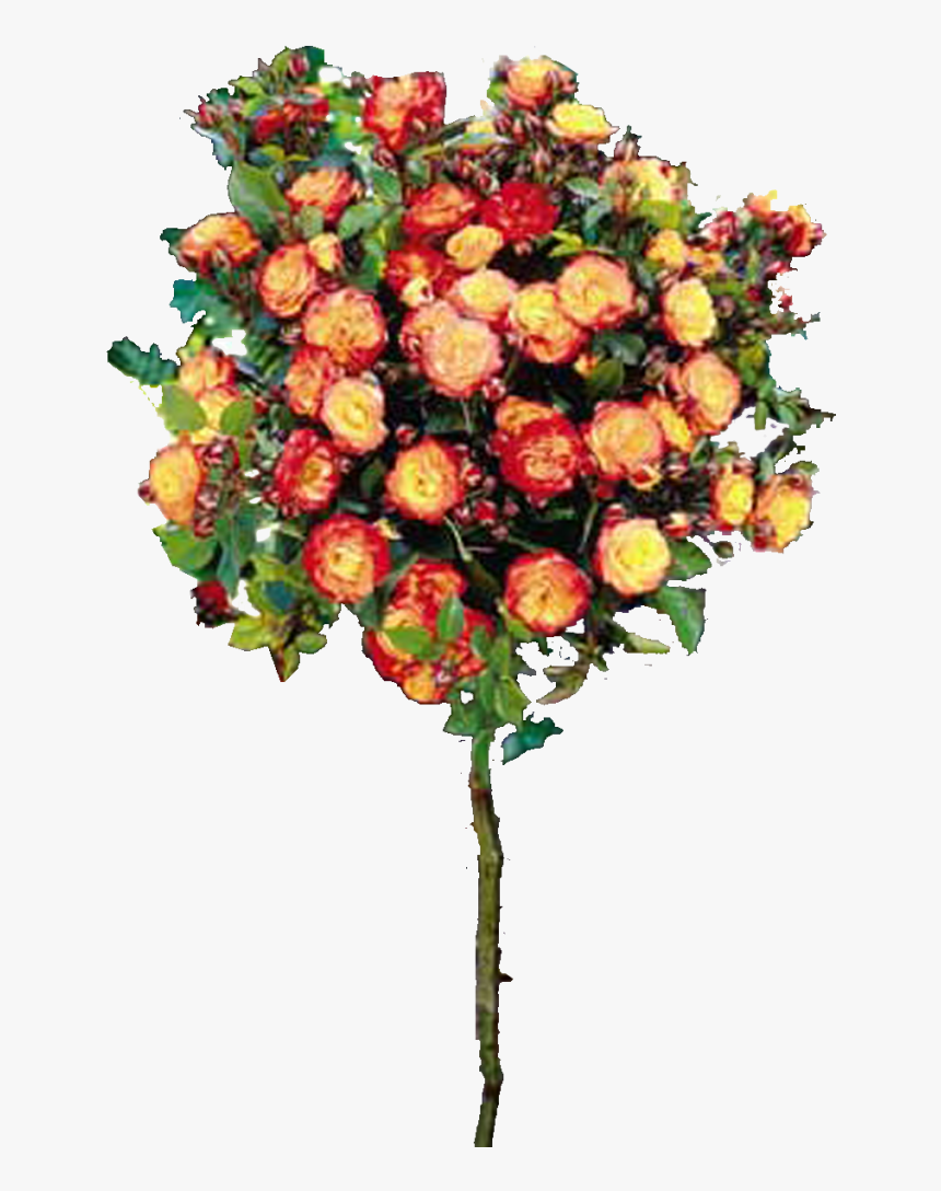 Роза Румба, HD Png Download