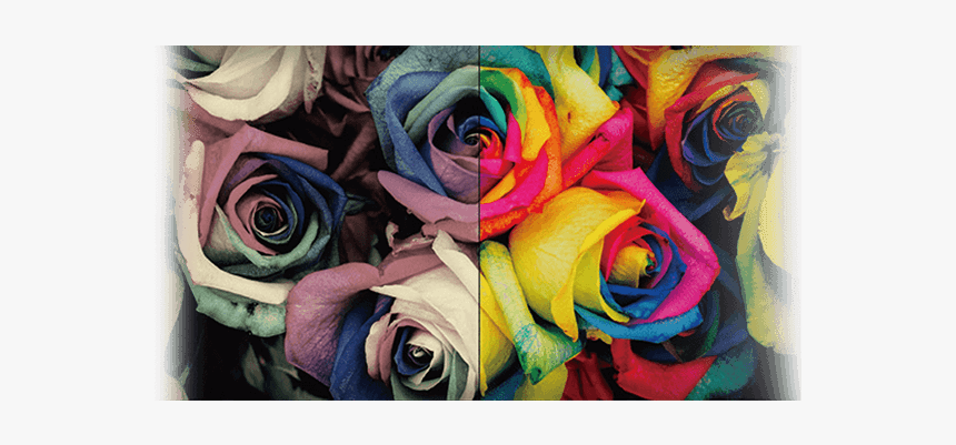 Pink Yellow And Blue Flowers, HD Png Download