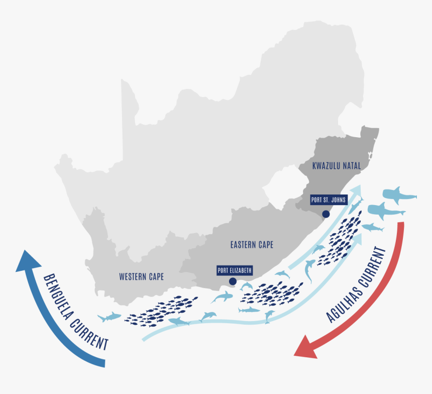 Sardine Run Port Elizabeth, HD Png Download