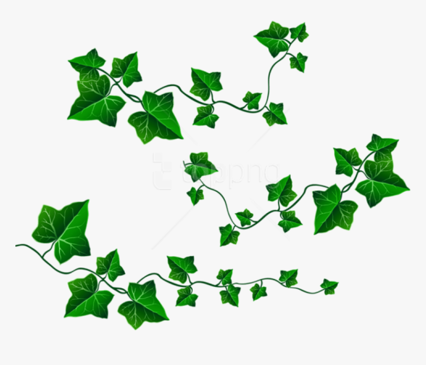 Free Png Download Vine Leaves Decorationpicture Clipart - Vine Of Leaves Clipart, Transparent Png