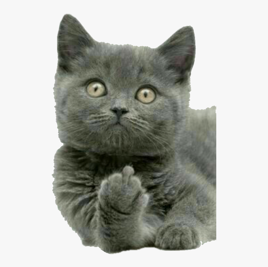 Animal Doing The Finger, HD Png Download