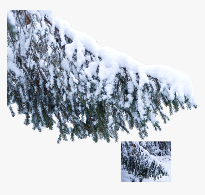The Snow On The Tree, - Transparent Snow Branch Png, Png Download