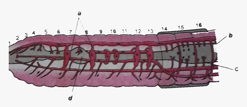 Barbed Wire, HD Png Download