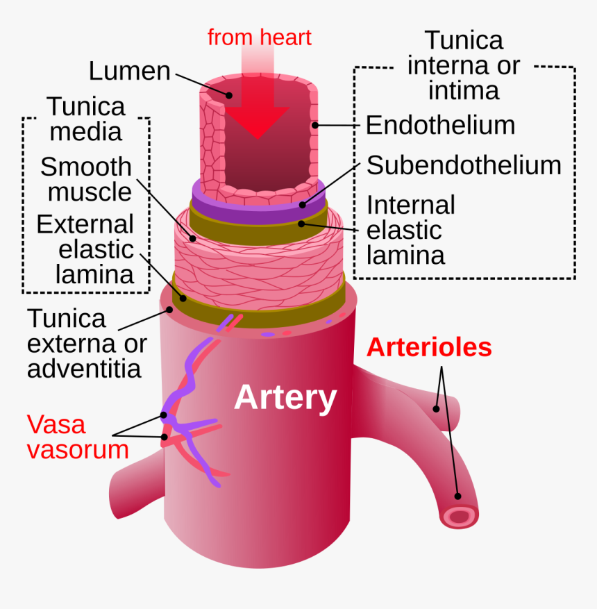 Parts Of The Vein, HD Png Download