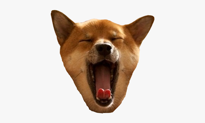 Tired Shiba Inu, HD Png Download