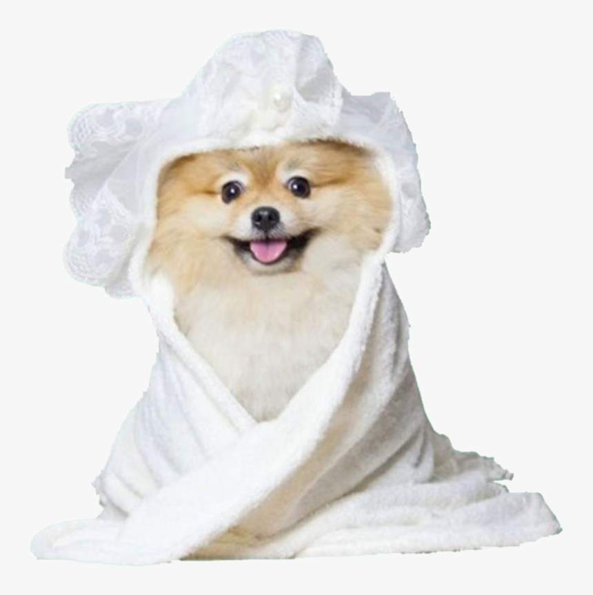 Bridal Shower - Moshiqa - Shower Dog, HD Png Download