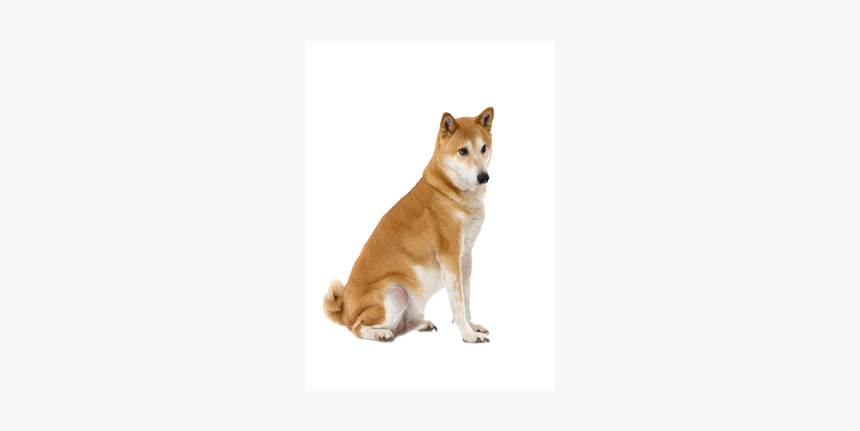Shiba Inu - Hokkaido, HD Png Download