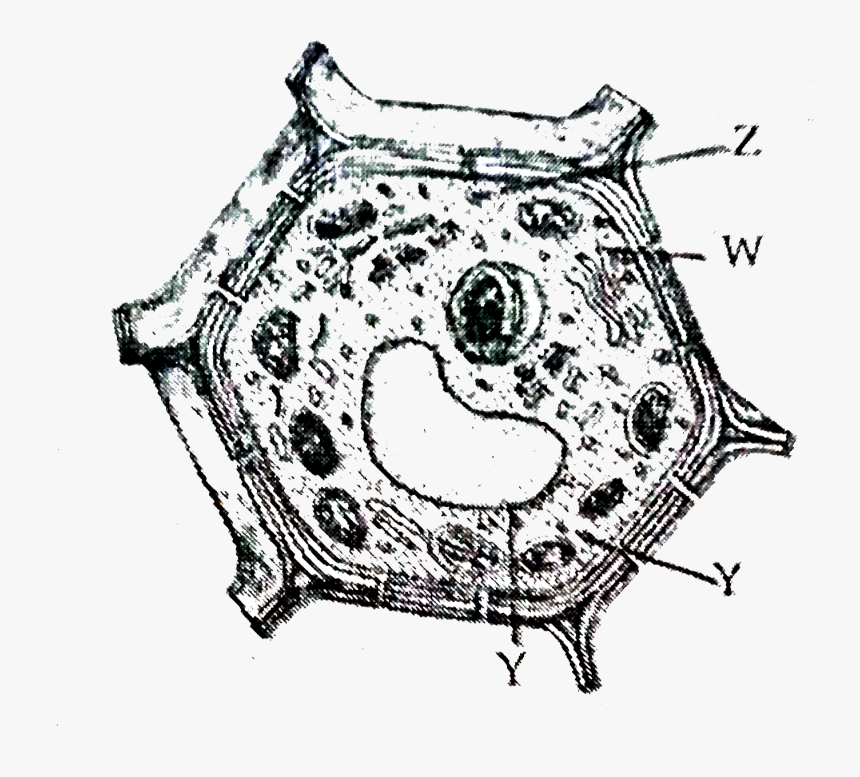 Sketch, HD Png Download